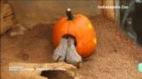 Сурикаты в Индианаполисе отпраздновали Хэллоуин досрочно