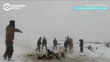 В Башкирии спасают лошадей, которые провалились под лед