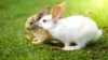 Минздрав Польши рекомендовал гражданам “плодиться, как кролики”