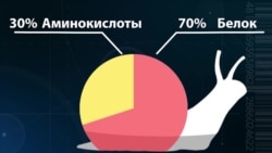 Как заработать на улитках. Бизнес-план. 7 июня