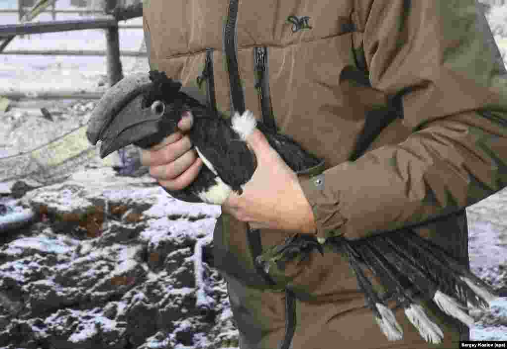 Мужчина выносит из экопарка в руках калао-трубача, тропическую птицу из Южной Америки, после обстрела 1 января 2026 года.После деоккупации Харькова вольеры отремонтировали, а животных постепенно начали возвращать на территорию экопарка. В 2023 году его заново открыли для публики.