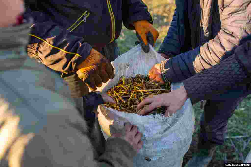 Один сборщик ежедневно собирает до 30 кг дикого чеснока