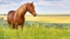 "Забирай или зарежем". Житель Краснодарского края на свои деньги спасает ненужных лошадей