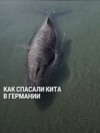 На севере Германии пять дней спасали кита, который застрял на мелководье: как это было