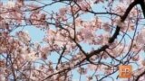 Токио празднует цветение сакуры