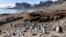 Seals and penguins in Antarctica, January 2020