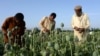В Афганистане ожидается небывалый урожай опиумного мака 
