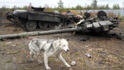 Собака бежит мимо подбитого российского танка в деревне Дмитриевка возле Киева