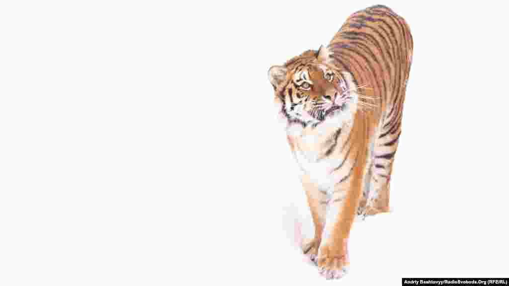 С каждым годом численность тигров сокращается и на сегодняшний день в дикой природе живет всего лишь 5 тысяч особей