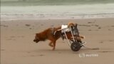 Собаки с ограниченными возможностями нашли приют в Перу