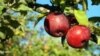 Россия обнаружила, что Беларусь поставила в РФ в 2015 году в 5 раз больше яблок, чем вырастила