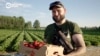 Латвия собирает клубнику: "Каждый день по вечерам на поле 300 человек минимум"