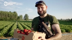 Латвия собирает клубнику: "Каждый день по вечерам на поле 300 человек минимум"
