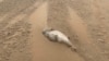 На дагестанском побережье Каспия обнаружили более 150 мертвых краснокнижных тюленей, некоторые из них были без шкур 