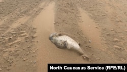 Мертвая нерпа на берегу Каспийского моря в Махачкале (архивное фото)