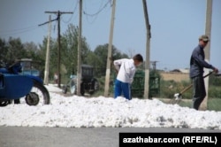 Дети на уборке хлопка в Туркменистане