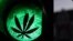 A sticker of a plant on a green traffic light as a symbol of the legalization of cannabis or marijuana