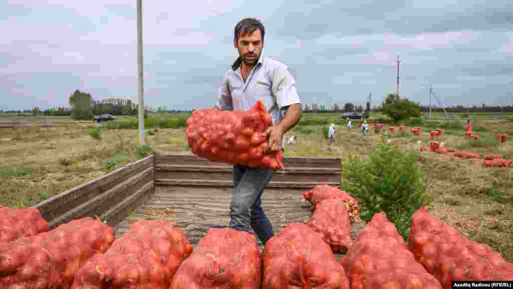 In 2016, a farm worker in a part of the Agdam district still controlled by Azerbaijan harvested onions, a local crop. On November 18, 2020, two days before the handover of the entire district to Azerbaijan, ethnic Armenians in a village near the town of Agdam harvested persimmons as a recollection of the place they are leaving.&nbsp;
