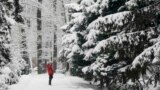 Kazakhstan - A woman uses her mobile phone to take pictures in a snow-covered park in Almaty, Kazakhstan January 24, 2017.