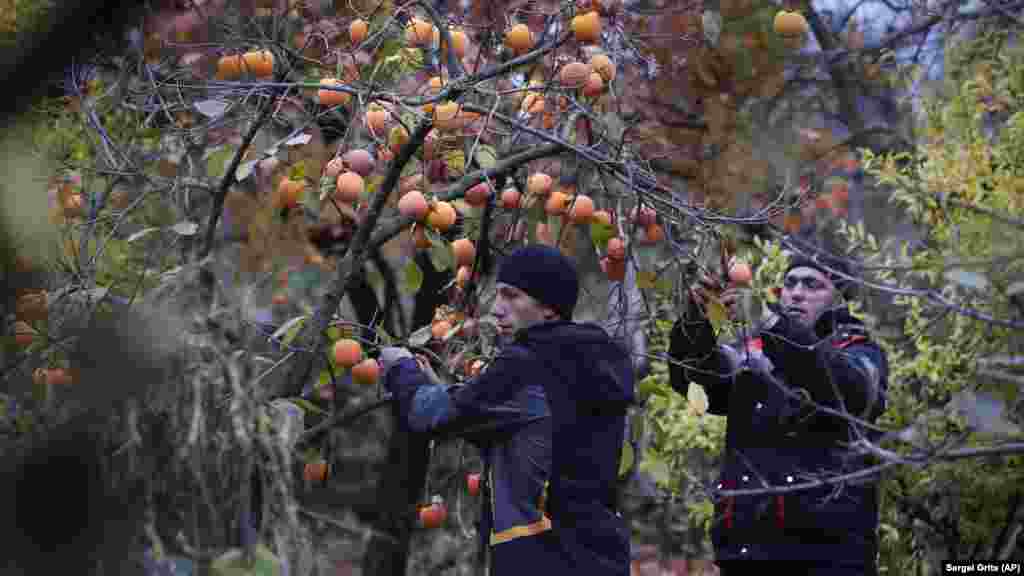 NAGORNO-KARABAKH -- Ethnic Armenians harvest persimmon fruits in a village on the road to Agdam in the separatist region of Nagorno-Karabakh, November 18, 2020