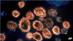 Частицы коронавируса под микроскопом