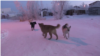 Бродячие собаки на улицах Якутска: репортаж из города, где после нападения стаи псов погибла женщина