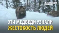 В Закарпатье возвращают к жизни медведей, пострадавших от жестокого обращения человека