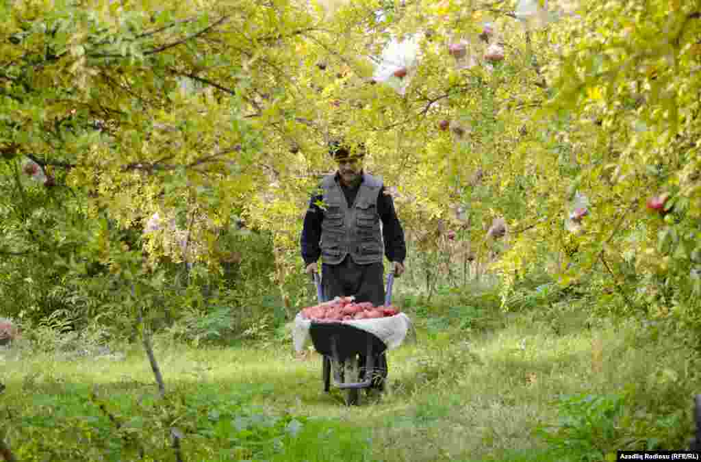 Это дядя Ильгар &ndash; житель села Быгыр в Гёйчайском районе. В одиночку он ухаживает за большим гранатовым садом и этим зарабатывает на жизнь