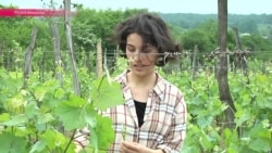 Биологическое вино: как в Грузии возвращаются к традициям предков