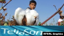 TeliaSonera - спонсор соревнований по сбору хлопка в Узбекистане 