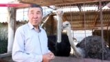 Кыргызский король страусов