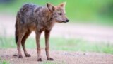 Jackal 