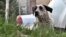 Armenia's Protests Pooch video grab 1