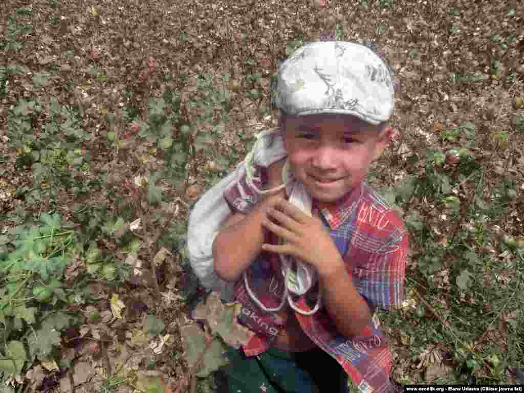 Мальчик собирает хлопок в Ташкентской области. Привлекать к труду детей запрещено, но эта практика в стране не прекращается. 