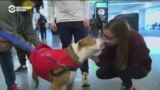 Собачий патруль хорошего настроения: новинка аэропорта Лос-Анджелеса