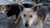 Кто нанял догхантеров для киевского приюта бездомных животных