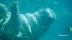 Пятимесячная бегемотиха делает "бочку" под водой в зоопарке Сан-Диего