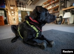 Пёс Лавр в реабилитационном центре. Фото: Reuters