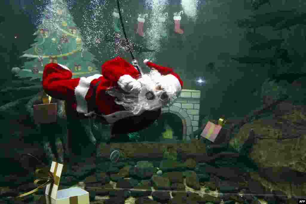 А рыб в мексиканском зоопарке в 2012 году развлекал подводный Санта-Клаус