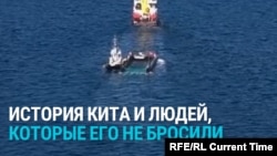 Как спасают кита, застрявшего на мели у берегов Германии