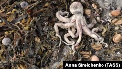 Массовый выброс морских животных на побережье Камчатки