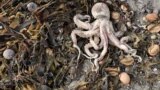 Массовый выброс морских животных на побережье Камчатки