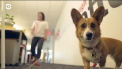 В США все больше компаний разрешают приходить на работу с собакой