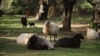 Почему жители грузинского Телави хотят выбрать овцу в мэры