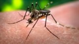 Aedes aegypti is a vector transmitting the Zika virus