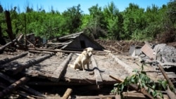 UKRAINE – A dog named Buddy is seen near his building destroyed by yesterday's Russian military strike where one local resident was killed and another wounded, amid Russia's invasion on Ukraine in the town of Kostiantynivka, in Donetsk region, 10Jun2022