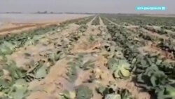 Казахстанские фермеры на грани разорения из-за коронавируса