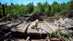 UKRAINE – A dog named Buddy is seen near his building destroyed by yesterday's Russian military strike where one local resident was killed and another wounded, amid Russia's invasion on Ukraine in the town of Kostiantynivka, in Donetsk region, 10Jun2022