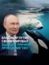 Путин рассказал, как косатки в Арктике нападают на белых медведей. Зоологи это опровергают