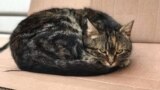 Неизвестный герой спас кошку в Ставрополе после отказа МЧС
